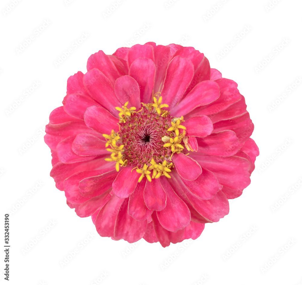 Surreal pink Zinnia flower isolated on white. High detailed macro photo