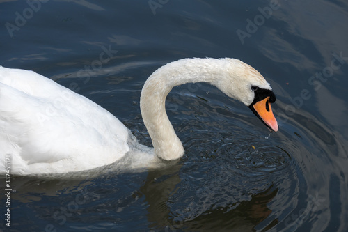 Fototapeta Naklejka Na Ścianę i Meble -  Swan on the Kennet and Avon Canal near Aldermaston Berkshire