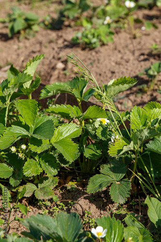 Flowers strawberries closeup in summer