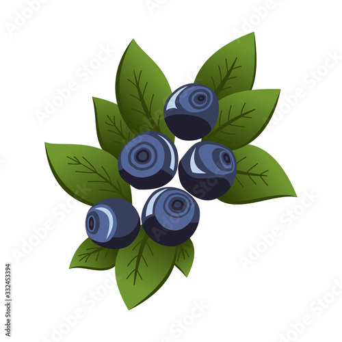 Hand drawn branch bilberry berries with leaves. Fresh summer berries. Fruit botany cartoon vector illustration. Fresh organic food