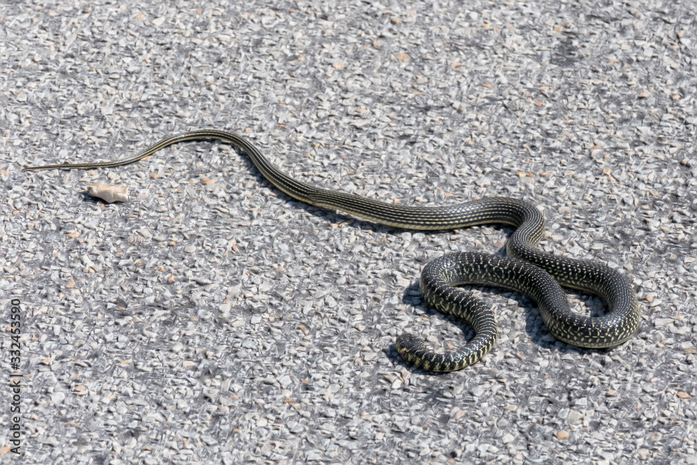 Western Whip Snake (Coluber viridiflavus) on a road in Sardinia