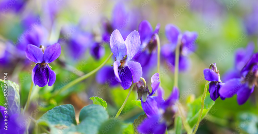 Spring flowers. Violet violets flowers bloom in the spring forest. Viola odorata. Beautiful banner of natural