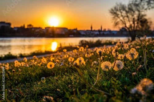 Dandelions enlighted by setting Sun