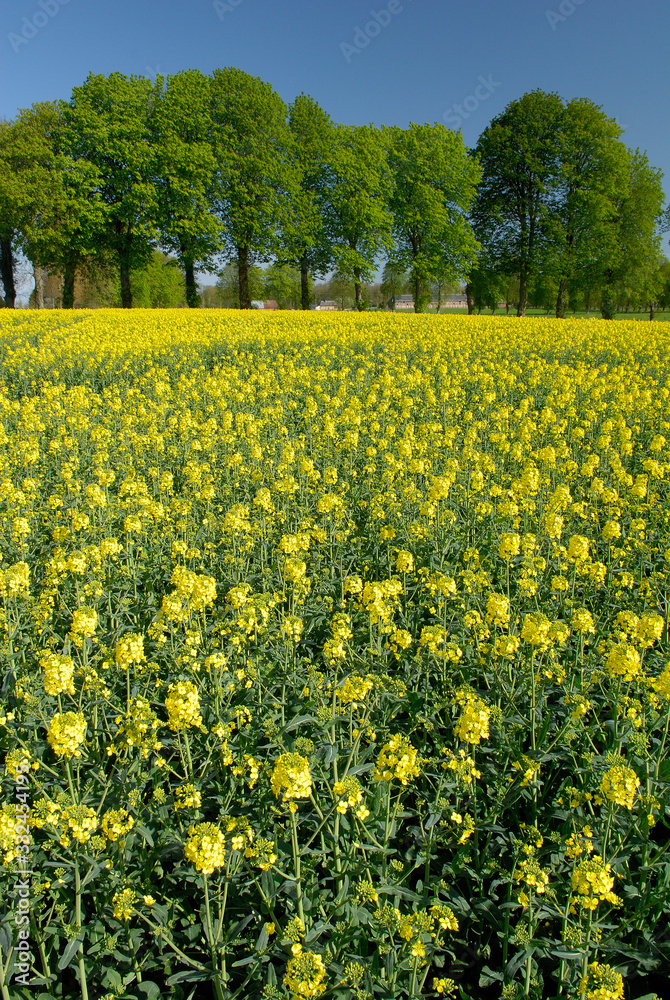 Obraz premium Champ de colza en fleur