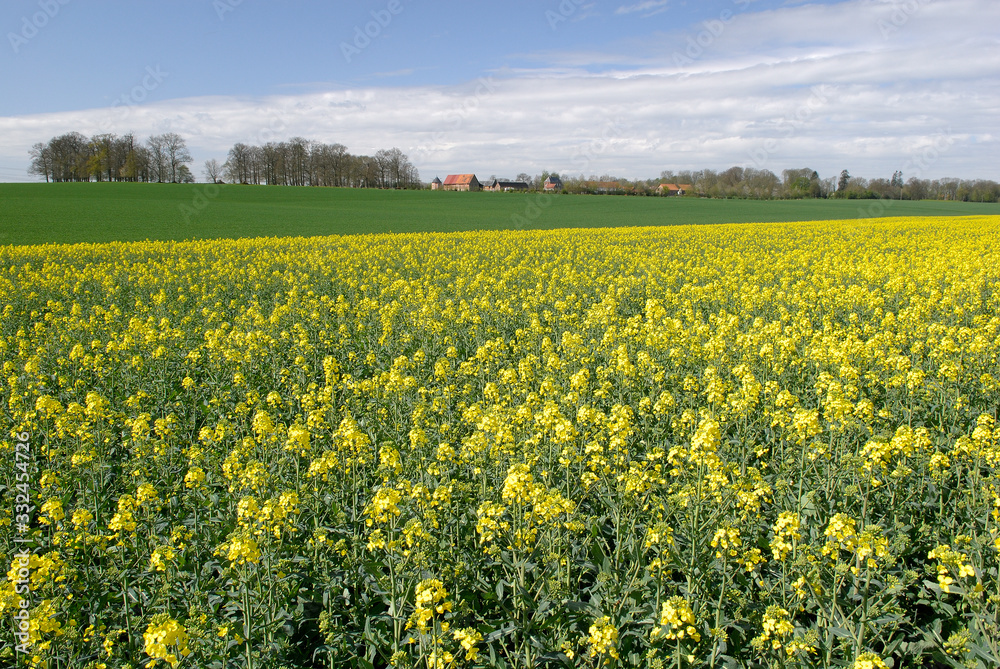 Champ de colza en fleur, corps de ferme en arrière plan