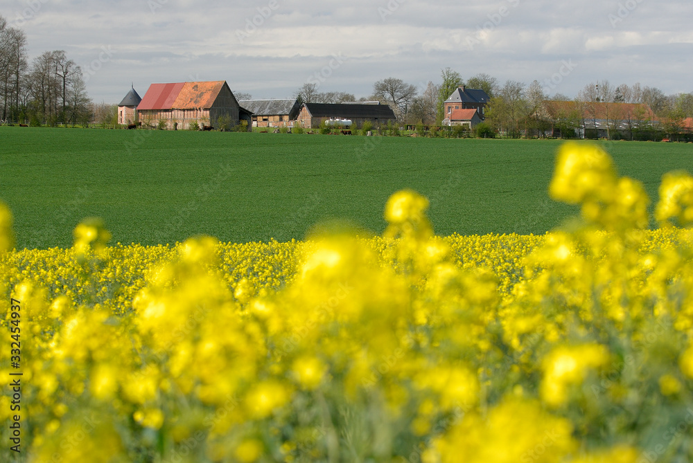 Champ de colza en fleur, corps de ferme en arrière plan