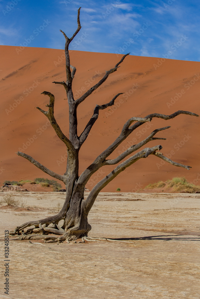 A petrified tree in the Namibian dessert A petrified tree in the Namibian dessert