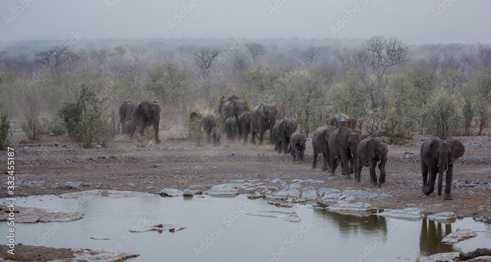 Obraz premium Elephants Approaching a water Hole