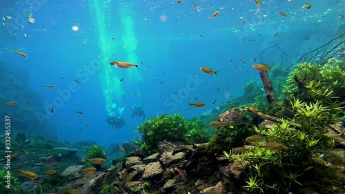 Divers in crystalline waters in Bonito in the state of Mato Grosso do Sul photo