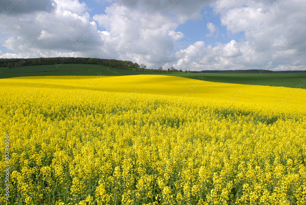 Champ de colza en fleur