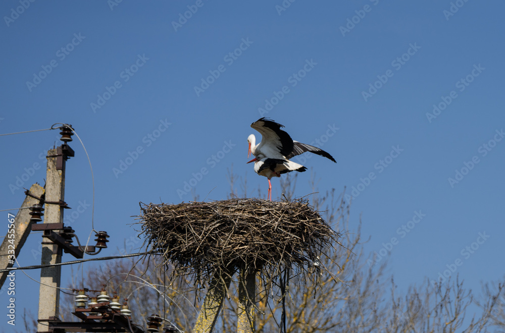 White stork couple (Ciconia ciconia) on nest on top of old power pole. Huge birda are busy with mating. Male bird is on female one. Estonia, Europe White stork couple (Ciconia ciconia) on nest on top of old power pole. Huge birda are busy with mating. Male bird is on female one. Estonia, Europe