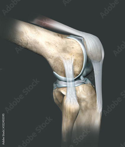 Knee joint, medical 3D illustration photo