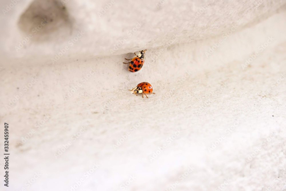 Obraz premium Two ladybugs at a white stone; Hall of Liberation, Germany