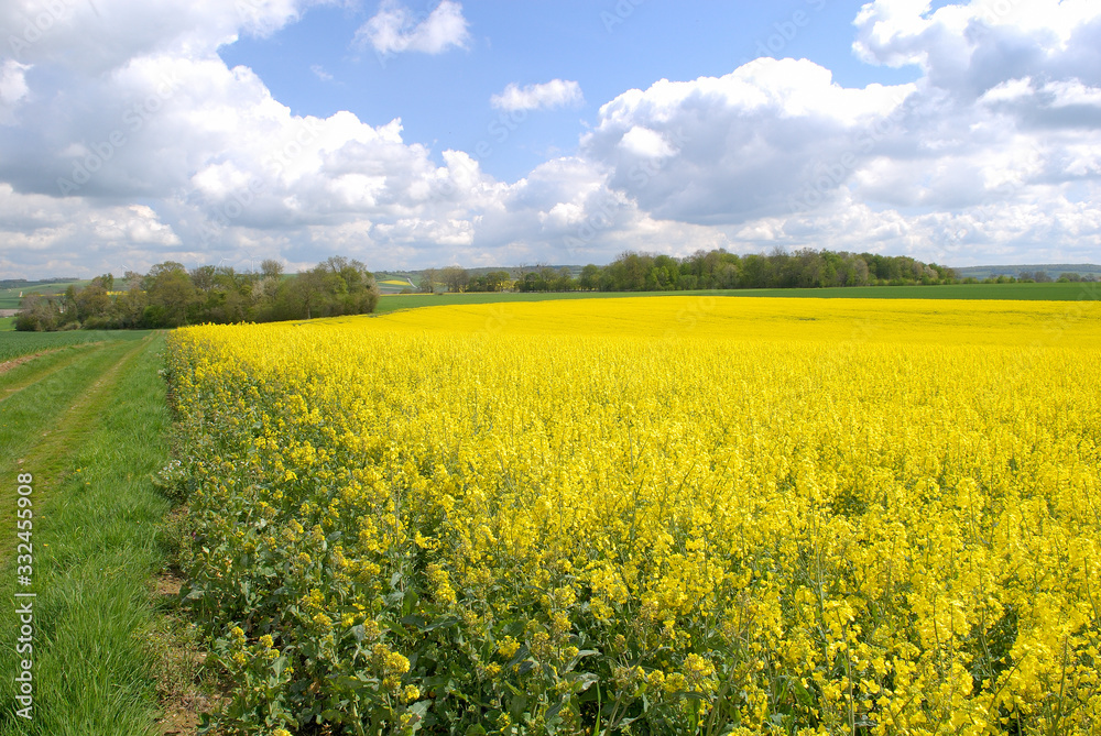 Champ de colza en fleur