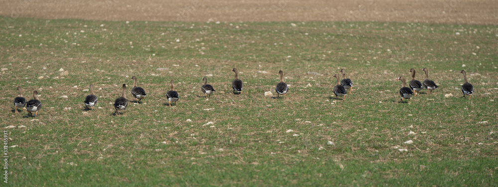 Migrating geese having a rest in Estonia on the shores of the Baltic sea, before flying further to the Lapland (North Finland). Low sun lightens their wings. Many migratory birds in group. Europe Migrating geese having a rest in Estonia on the shores of the Baltic sea, before flying further to the Lapland (North Finland). Low sun lightens their wings. Many migratory birds in group. Europe