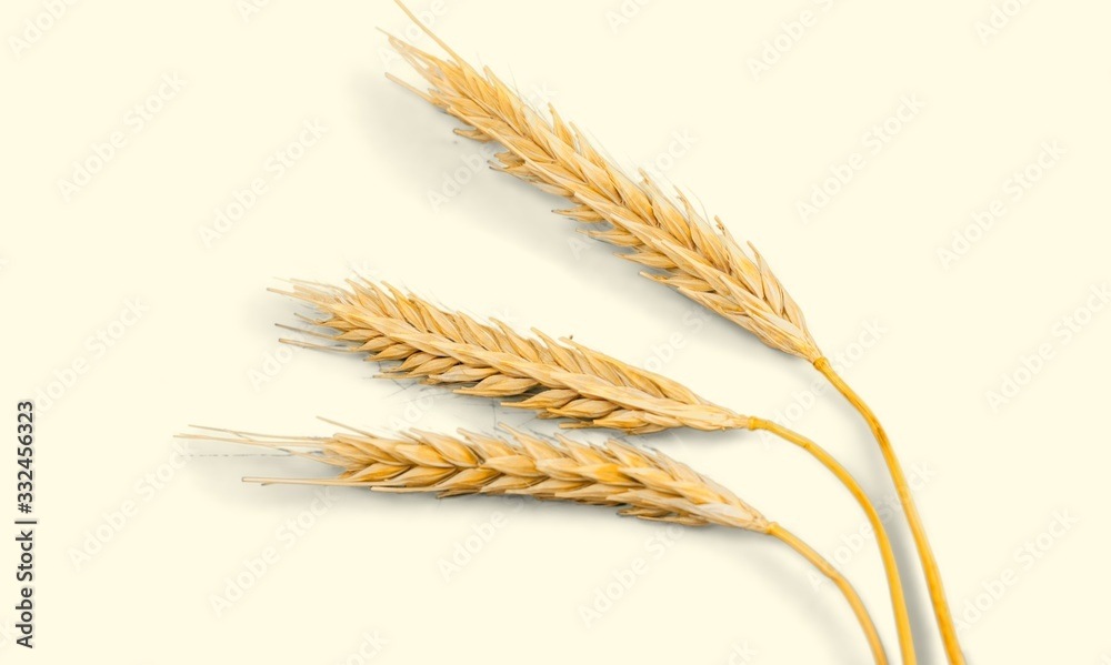 Golden natural wheat spikelets on the desk