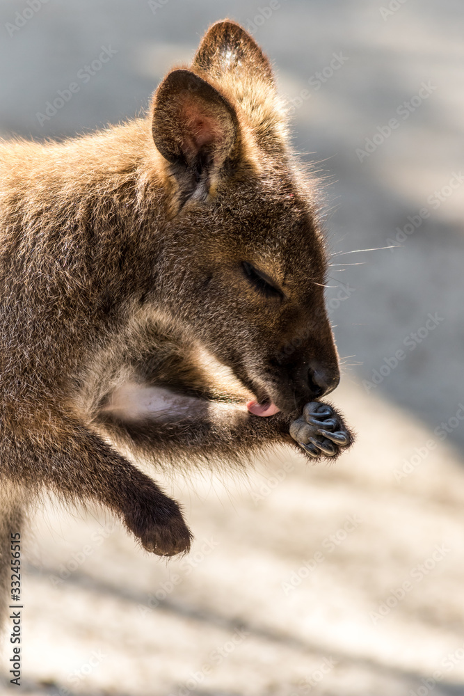 Naklejka premium Wallaby, Macropodidae, washing hands soft muted light portrait