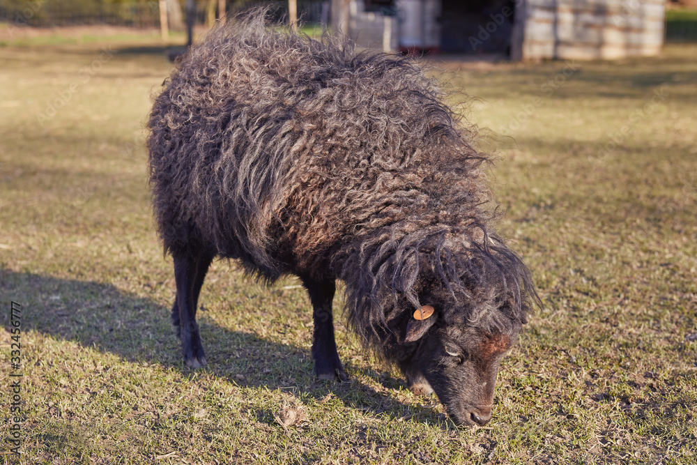 Black ouessant ewe sheep grazing in Spring in the meadow Black ouessant ewe sheep grazing in Spring in the meadow