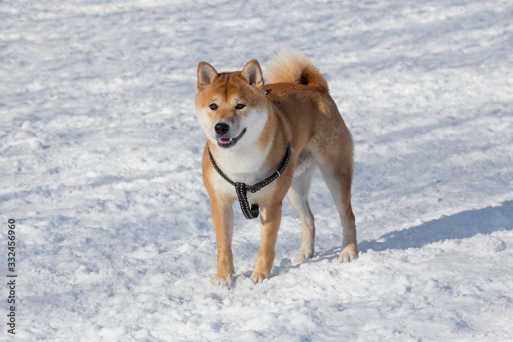 Cute red shiba inu puppy is standing on a white snow in the winter park. Pet animals.