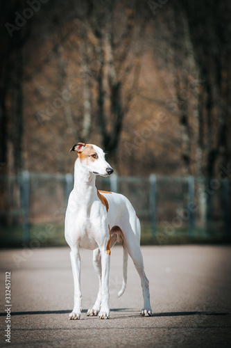 Greyhound dog posing outside after dog show.