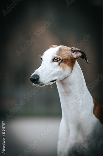 Greyhound dog posing outside after dog show.