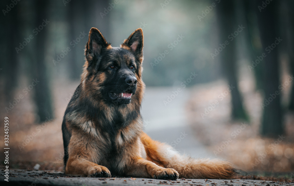 German shepherd longhaired dog posing outside. Show dog in natural park.	