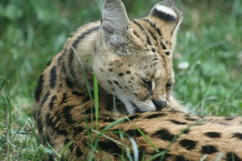 Naklejka premium portrait of leopard