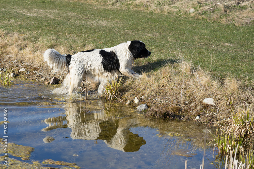 Big white and black landseer dog stepping out of the water. Reflection of the dog in the ditch. Water rescue dog practicing. Obedient canine friend. Photo taken in Estonia, Baltic, Europe. Big white and black landseer dog stepping out of the water. Reflection of the dog in the ditch. Water rescue dog practicing. Obedient canine friend. Photo taken in Estonia, Baltic, Europe.