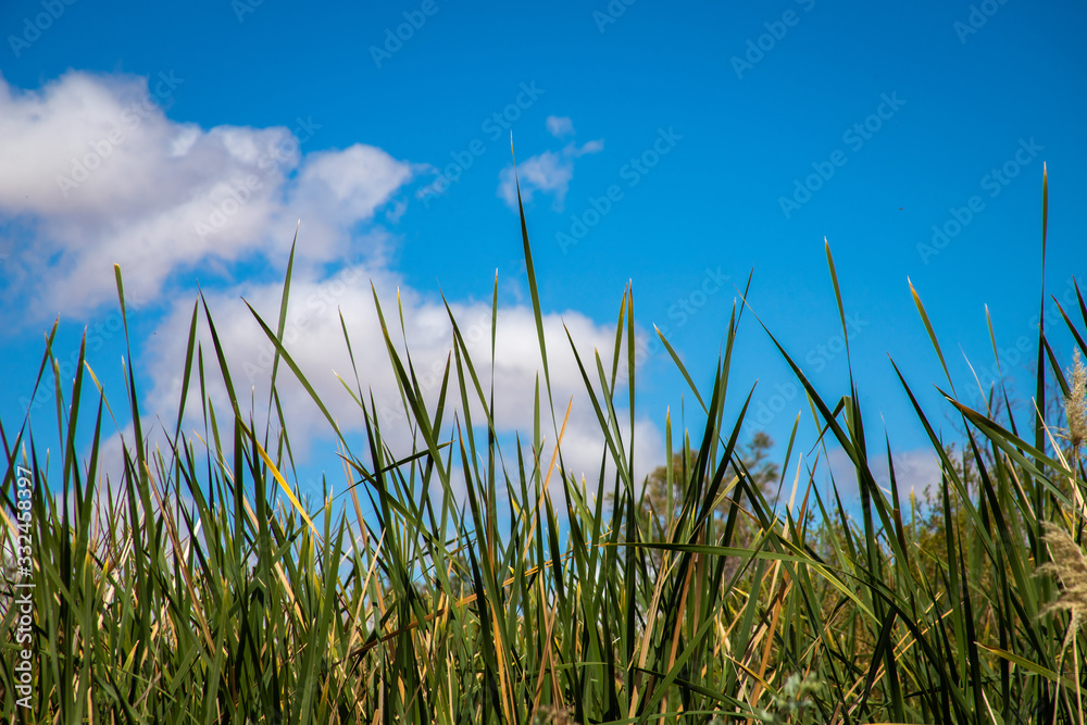 Tall blades of grass stretch to the sky at a Las Vegas wetlands area