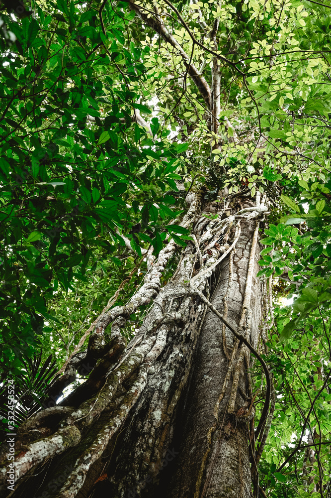 Fototapeta premium arbol liana bosque naturaleza amazonia