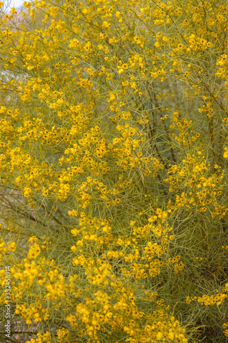 Yellow flowers bloom on a bush in a Las Vegas park
