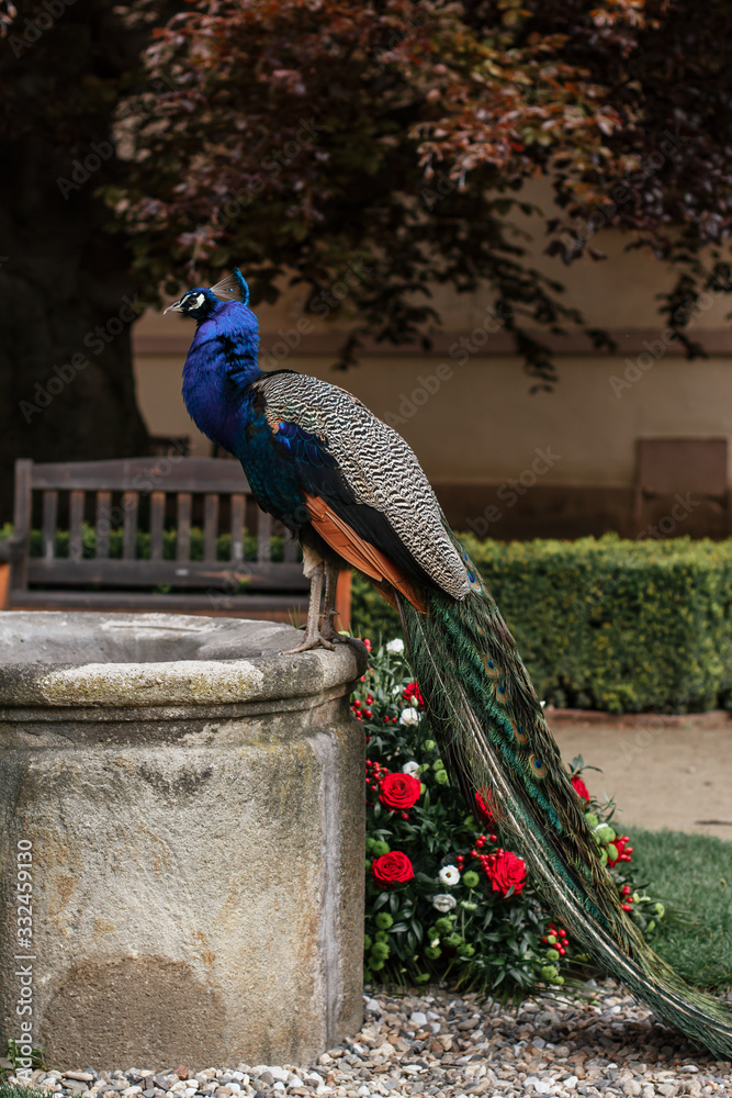 Obraz premium peacock sitting on a fountain in the garden