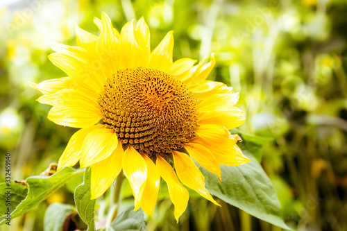 Scenic wallpaper with a close-up of a sunflower against green background