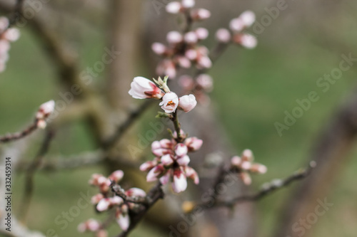 Beautiful blooming white almond tree © alenagurenchuk