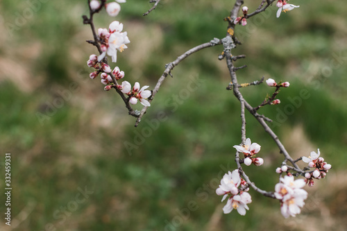 Beautiful blooming white almond tree