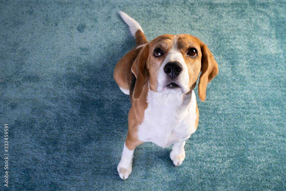 beagle dog sit on a carpet with head up