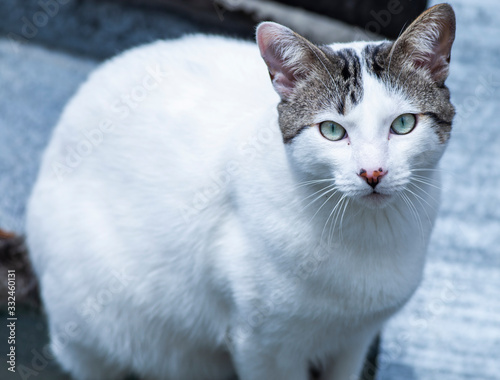 cat on a blue background