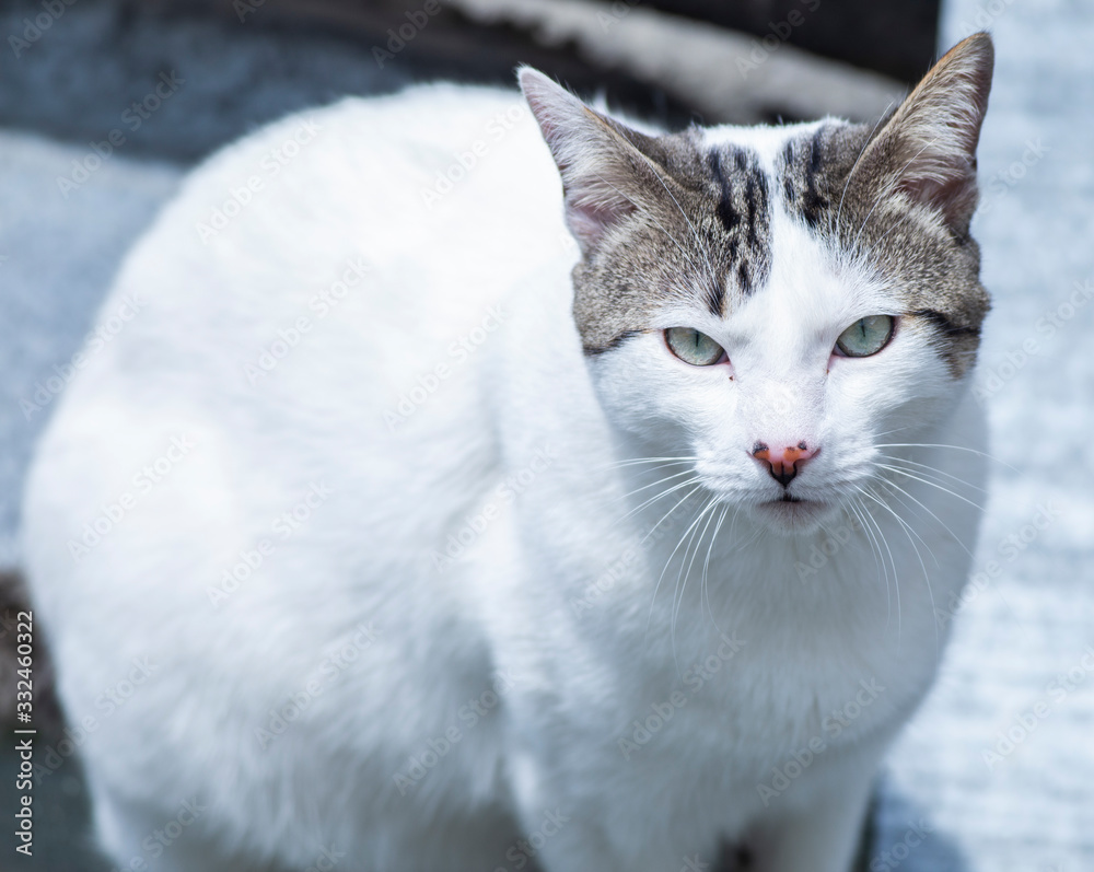 cat with blue eyes