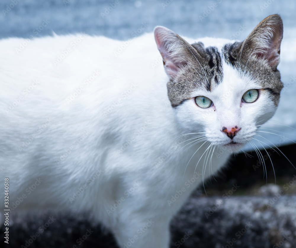 cat with blue eyes