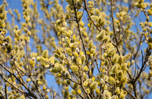  flowering willow in the spring. blue sky