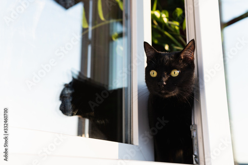 Photography Black cat looking out of the open house window