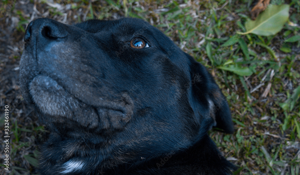 Obraz premium portrait of a dog
