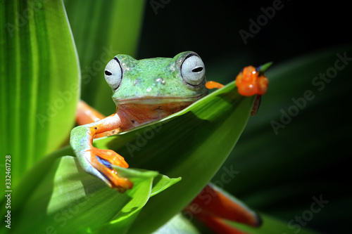 Beautiful javan tree frog sitting on branch, flying frog lined up on the bridge