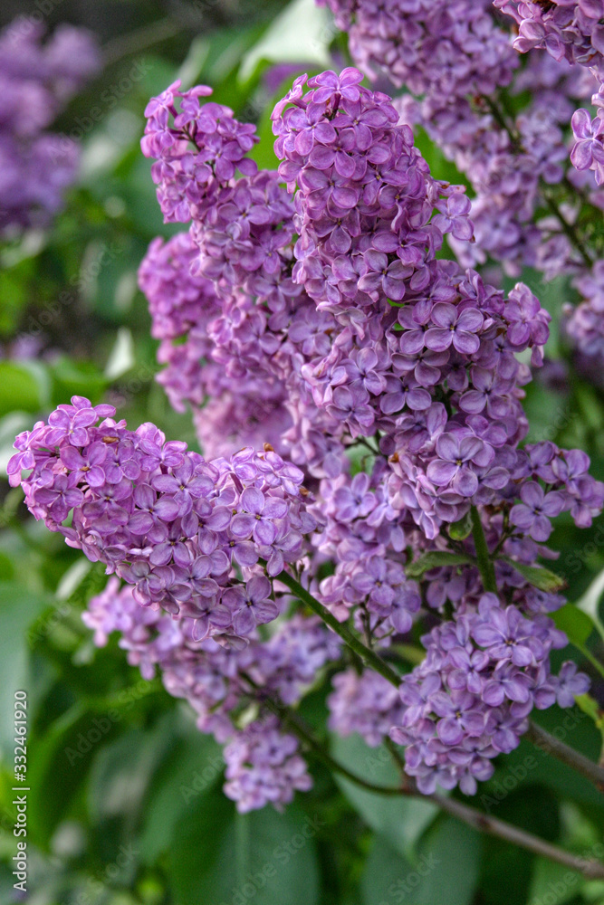 Lavender Lilac in Spring Lavender Lilac in Spring