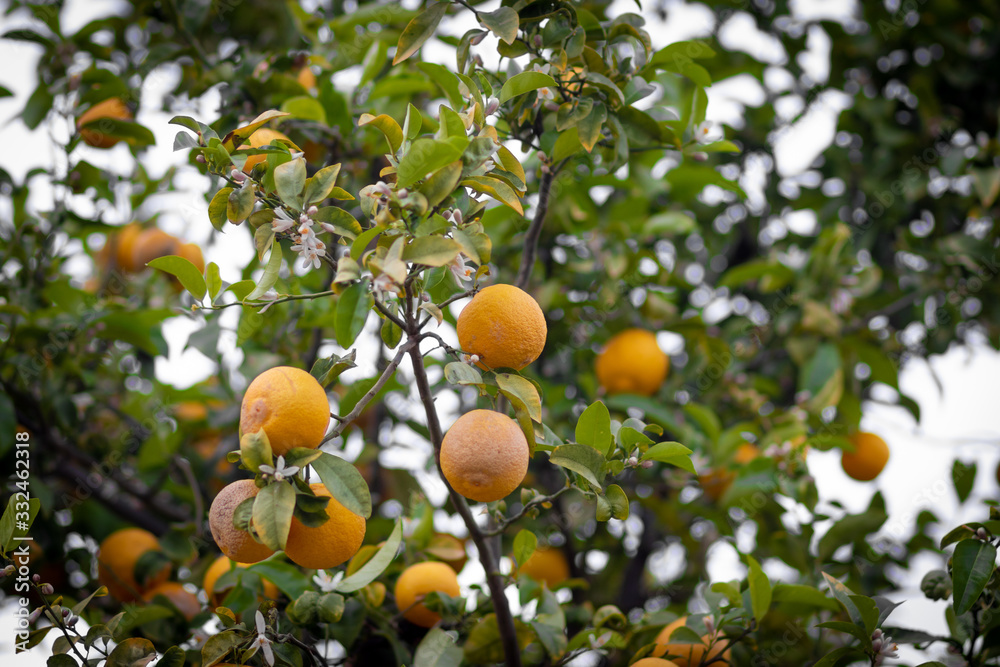 bitter orange tree laden with fruits and flowers, against a blurred background. bitter orange tree laden with fruits and flowers, against a blurred background.