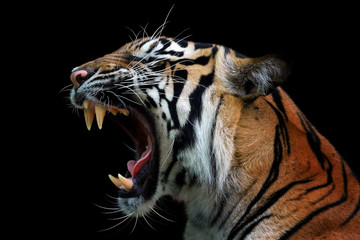 Ingelijste posters Voor haar Kop van Sumatraanse tijger  © kuritafsheen