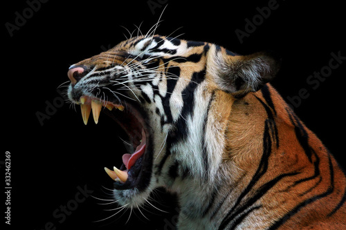 Print op canvas Head of sumateran tiger