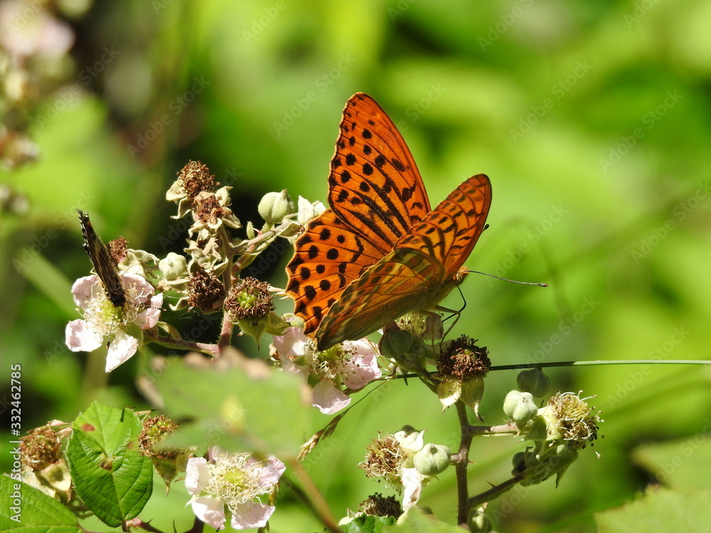 Obraz premium butterfly on flower