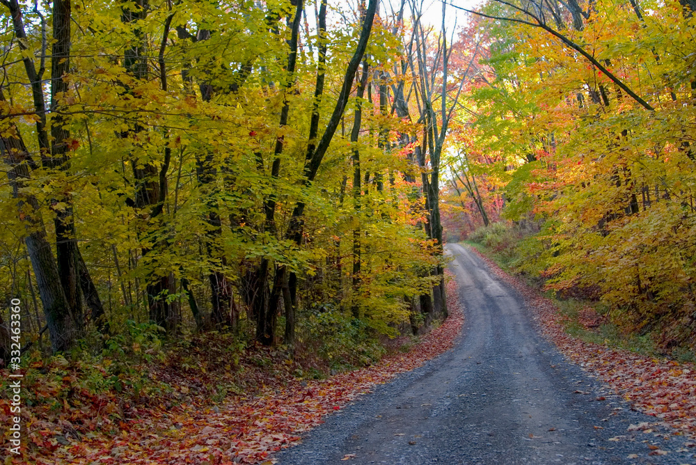 Obraz premium Forest Road in Autumn 3
