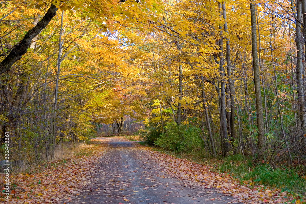 Forest Road in Autumn 1